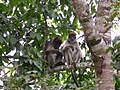 Piliocolobus tephrosceles