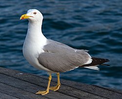 M'atreviria a dir que és a la Rambla de Mar. Una alternativa és Fitxer:Lesser Black-backed Gull - Barcelona, Spain - Jan 2007.jpg