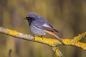 36. Platz: Herwig Winter mit Der Hausrotschwanz ist ein Insektenfresser, der von Sitzwarten aus nach Insekten jagt, die sich am Boden aufhalten.