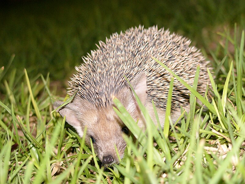 File:Hedgehog2 cyprus hg.jpg