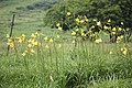 2017年10月7日 (土) 12:28時点における版のサムネイル