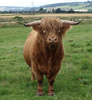 Highland Cattle bull – Domdmull Chief Bull at ...