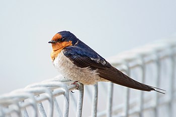 Welcome Swallow