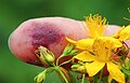 Beim Zerreiben der Knospen des Echten Johanniskrauts tritt Hypericin aus („Blut des heiligen Johannes“)