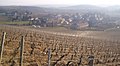 Vue du vignoble de Montagny sur la commune de Saint-Vallerin