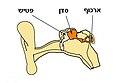 תמונה ממוזערת לגרסה מ־22:43, 19 ביולי 2008