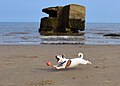 Chó chơi bên bờ biển
