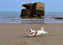 A dog plays with a ball. Jack Russell Terrier Eddi at the beach.JPG