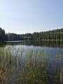 Jezioro Pomyskie na Pojezierzu Bytowskim. Widok na południowy wschód i porastająca brzegi trzcina pospolita Phragmites australis.