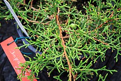 Description de l'image Juniperus gracilior CBN Brest 04.jpg.