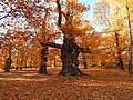 Přírodní park Kaštanka na podzim.