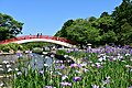 賀茂しょうぶ園の太鼓橋