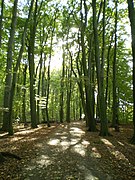 Sentier au sein de la forêt.