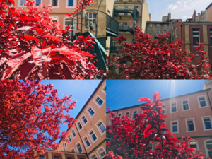 L'Arbre rouge.