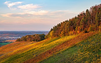 Borda de mata e vinhedos em cores outonais em Wolfertsberg, uma colina com 431 metros de altura localizada perto de Löwenstein, no distrito de Heilbronn, Baden-Württemberg, Alemanha. (definição 7 952 × 4 974)
