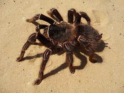 Brazila salmoroza tarantulino (Lasiodora parahybana)