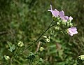 Thüringer Strauchpappel (Lavatera thuringiaca)