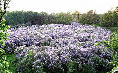 Lilac Grove di Dykanka. Bekas perkebunan Pangeran Kochubey. Ditetapkan pada awal abad ke-19