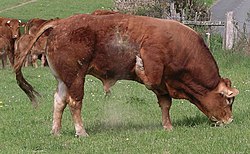 250px-Limousin_bull.jpg