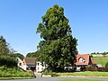 Linde auf dem Anger in Breitzbach