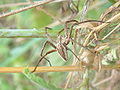 Eine Listspinne, Nursery Web Spider