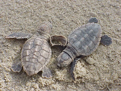 Loggerhead sea turtle hatchlings caretta caretta