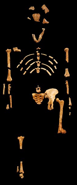 Australopithecus afarensis, „Lucy” csontvázának maradványai