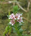 Lysimachia maritima