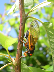 Magicicada cassini female ovipositing - journal.pone.0000892.g005.png