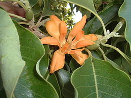 Šilkmedinė michelija (Michelia champaca)