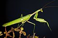 Mâle S. viridis adulte photographiée au Portugal