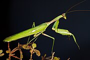 Male Sphodromantis viridis