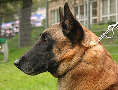 Profil de tête Chien de Berger Belge Malinois