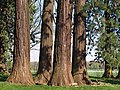 Mammutbäume in Rohrspergwald zwischen Hemmingen und Heimerdingen