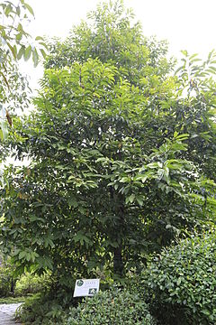 Description de l'image Michelia sirindhorniae - South China Botanical Garden 2013.11.02 16-17-11.jpg.