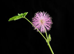 Mimosa pudica (Mimose)