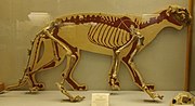 Thumbnail for Panthera pardus spelaea