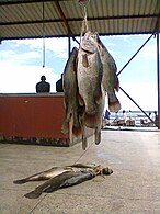 Nile perch are popular sport fish and important to commercial fisheries in the African Great Lakes. Nile perch on Gaba landing site.jpg