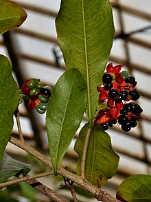 Ochna atropurpurea