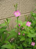 Miniatura para Oenothera rosea