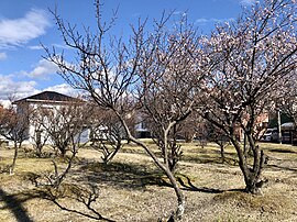 竜美大入町の樹木