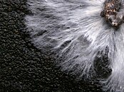 Oyster mushroom (Pleurotus ostreatus) mycelium in petri dish on coffee grounds.JPG