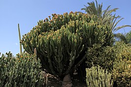 Euphorbia abyssinica