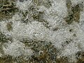 Schiermonnikoog Strandvlakte 2009 - Ingedampte zoutkristallen