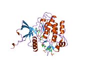 1ir3​: Fosforilisana insulinska receptorska tirozinska kinaza u kompleksu sa peptidnim supstratom i ATP analogom