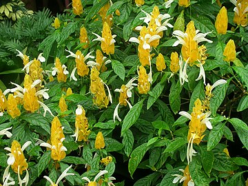 Pachystachys lutea, which has yellow bracts and 15 cm long lanceolate leaves