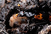 Besouro necrófago (Nicrophorus sp.) alimentando suas ninfas.