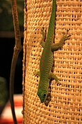 Madagaskardaggekko (Phelsuma madagascariensis)