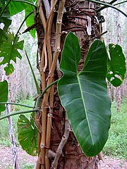 Philodendron acutatum