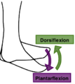 انثناء ظهراني (أو ثني خلفي) (dorsiflexion). - ثني اخمصي (plantar flexion).
